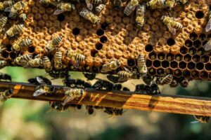 Beeswax in products